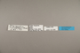 125089 Caligo euphorbus euphorbus labels IN
