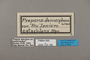 125138 Archaeoprepona demophon thalpius labels IN