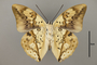 125139 Archaeoprepona licomedes licomedes scyrus v IN