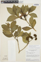 Tabernaemontana solanifolia A. DC., Brazil, H. S. Irwin 10722, F