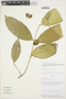 Tabernaemontana undulata Vahl, PERU, A. H. Gentry 42116, F
