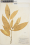 Tabernaemontana undulata Vahl, SURINAME, B. Maguire 24125, F