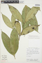 Tabernaemontana undulata Vahl, PERU, J. Salick 7372, F