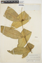 Tabernaemontana undulata Vahl, BRAZIL, B. A. Krukoff 4795, F