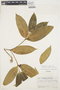 Tabernaemontana undulata Vahl, VENEZUELA, Ll. Williams 14000, F