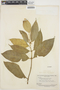 Tabernaemontana undulata Vahl, SURINAME, B. Maguire 25057, F