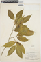 Tabernaemontana undulata Vahl, SURINAME, B. Maguire 22846, F
