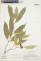 Tabernaemontana undulata Vahl, SURINAME, H. S. Irwin 55088, F