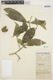 Tabernaemontana undulata Vahl, COLOMBIA, A. E. Lawrance 655, F