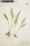 Pleurothallis ruscifolia (Jacq.) R. Br., PERU, G. Klug 0.22, F