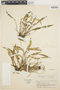 Pleurothallis ruscifolia (Jacq.) R. Br., COLOMBIA, J. Cuatrecasas 22139, F