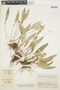 Pleurothallis ruscifolia (Jacq.) R. Br., COLOMBIA, J. Cuatrecasas 15563, F