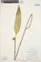 Myoxanthus serripetalus (Kraenzl.) Luer, PERU, P. C. Hutchison 4560, F