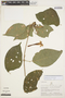 Pachyptera kerere (Aubl.) Sandwith, PERU, J. Revilla 2268, F