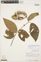 Pachyptera kerere (Aubl.) Sandwith, PERU, J. Revilla 639, F