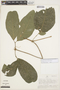 Pachyptera kerere (Aubl.) Sandwith, PERU, A. H. Gentry 20655, F