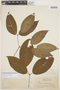 Pachyptera kerere (Aubl.) Sandwith, BRITISH GUIANA [Guyana], J. S. de la Cruz 3919, F