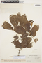 Pachyptera kerere (Aubl.) Sandwith, VENEZUELA, Ll. Williams 11292, F