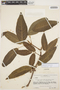 Pachyptera kerere (Aubl.) Sandwith, VENEZUELA, J. J. Wurdack 39860, F