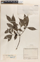 Apocynaceae, COLOMBIA, J. Cuatrecasas 11028, F
