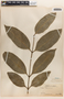 Apocynaceae, BRAZIL, B. E. Dahlgren 400, F