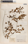 Apocynaceae, COLOMBIA, J. Cuatrecasas 17470, F