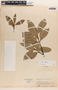 Apocynaceae, COLOMBIA, J. Cuatrecasas 21101, F