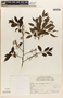 Ilex brevicuspis Reissek, BRAZIL, R. M. Klein 6996, F