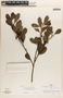 Ilex brasiliensis var. pubiflora Loes., Brazil, R. R. Smith 14534, F
