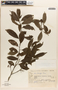 Ilex brevicuspis Reissek, BRAZIL, R. M. Klein 4659, F