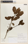 Ilex laurina Kunth, PERU, D. Milanowski 160, F