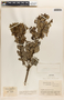 Ilex myricoides var. polyphylla (Benth.) Loes., COLOMBIA, J. Cuatrecasas 19166, F