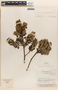 Ilex myricoides var. polyphylla (Benth.) Loes., COLOMBIA, J. Cuatrecasas 20960, F