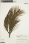 Casuarina equisetifolia L., BRAZIL, F. C. Hoehne 29903, F