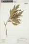 Galipea jasminiflora (A. St.-Hil.) Engl., BRAZIL, W. Hoehne 12776, F