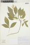 Galipea jasminiflora (A. St.-Hil.) Engl., BRAZIL, 135, F