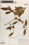 Strychnos panurensis Sprague & Sandwith, Peru, A. H. Gentry 18343, F