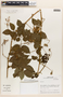 Serjania cf. oxyphylla Kunth, Peru, M. O. Dillon 4531, F