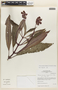 Pearcea purpurea (Poepp.) L. P. Kvist & L. E. Skog, Peru, I. M. Sánchez Vega 8395, F