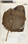 Heliconia aemygdiana Burle-Marx, Peru, I. M. Sánchez Vega 8075, F