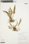 Pleurothallis loranthophylla Rchb. f., PERU, J. Schunke Vigo 9463, F