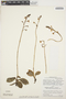 Ponthieva lilacina C. Schweinf., Peru, P. C. Hutchison 5269, F