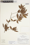 Oxandra sessiliflora R. E. Fr., BRAZIL, E. L. Taylor E1244, F