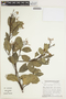 Sloanea laxiflora Spruce ex Benth., FRENCH GUIANA, S. A. Mori 14916, F
