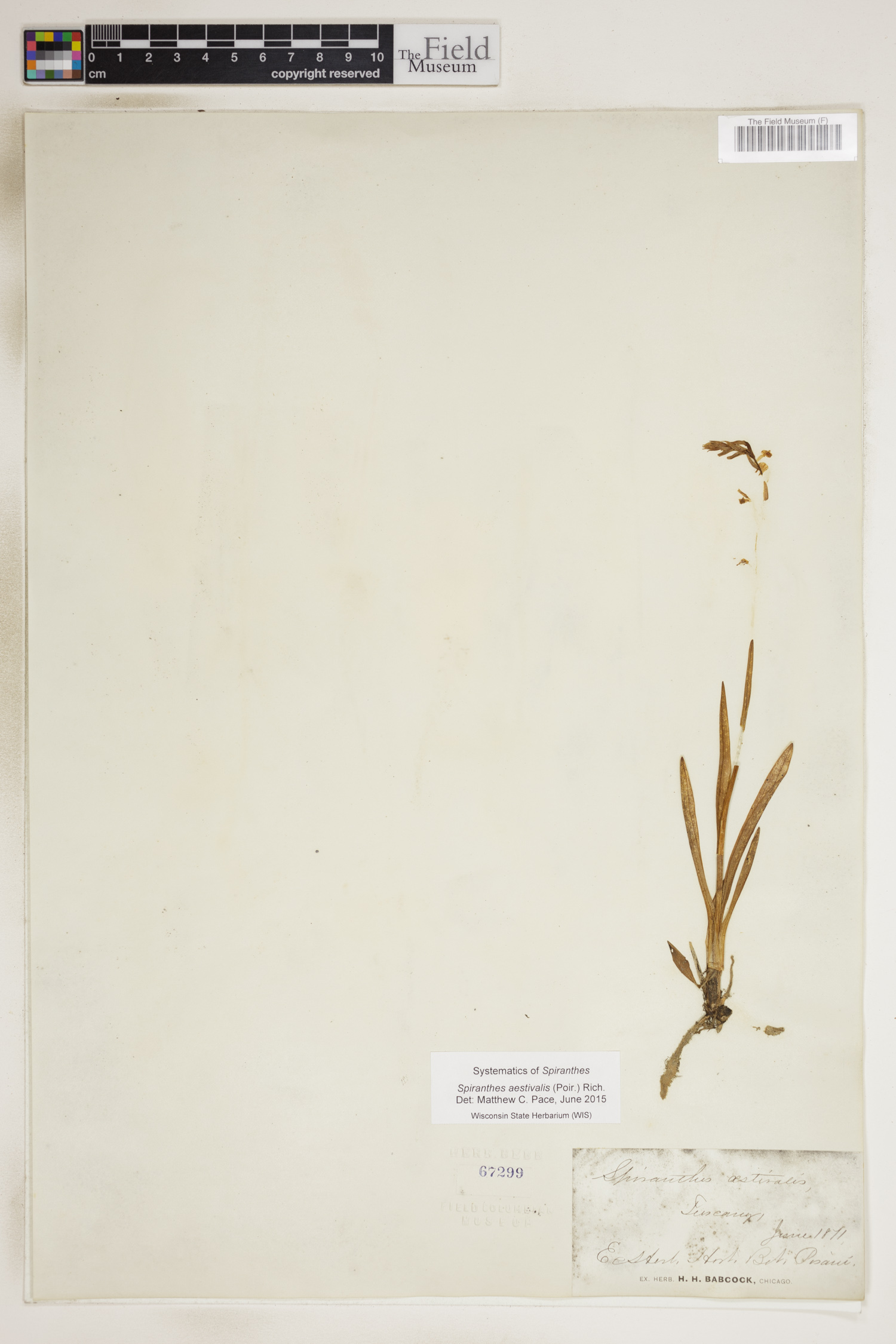 Spiranthes aestivalis image