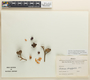 Ticorea tubiflora (A. C. Sm.) Gereau, PERU, J. Schunke Vigo 3319, F