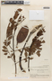 Jacaranda copaia subsp. spectabilis (Mart. ex A. DC.) A. H. Gentry, BOLIVIA, B. A. Krukoff 10879, F