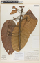 Sloanea ampla I. M. Johnst., COSTA RICA, R. W. Lent 4000, F