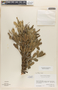 Crescentia alata Kunth, MEXICO, D. E. Breedlove 11788, F