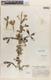 Crescentia alata Kunth, GUATEMALA, J. A. Steyermark 29021, F